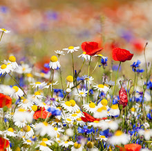 Load image into Gallery viewer, You & Me - 4x Flower Cards