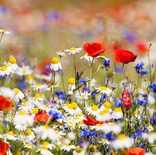 Load image into Gallery viewer, You & Me - 1x Flower Card